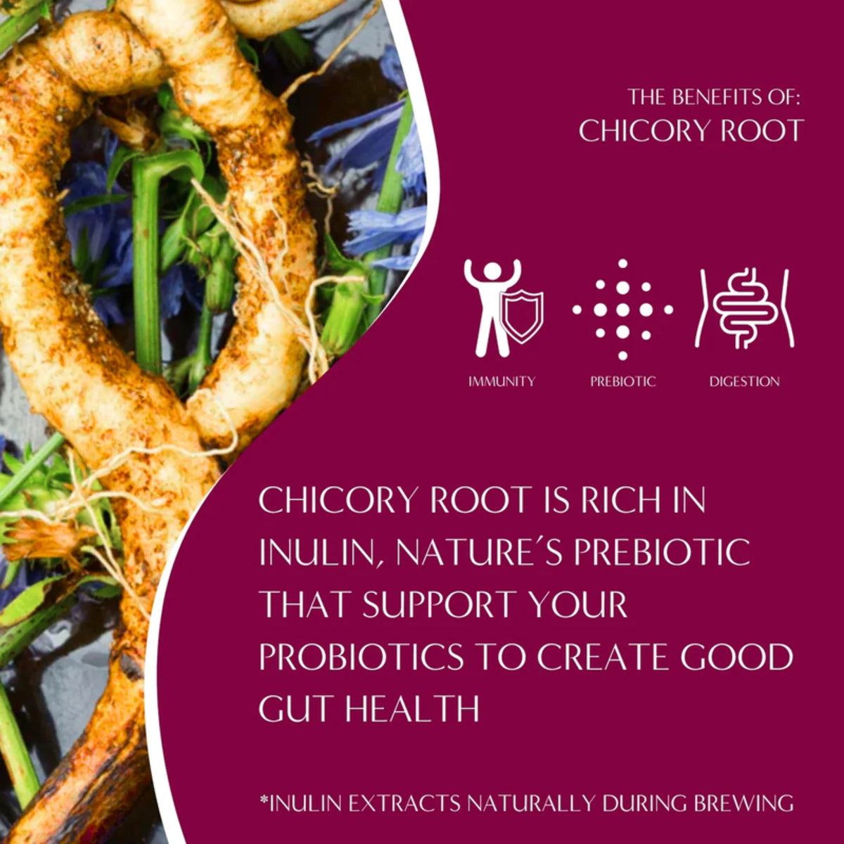 Chicory root prebiotic herbal tea benefits graphic with icons and brewing notes