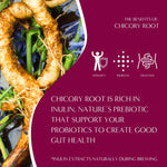 Chicory root prebiotic herbal tea benefits graphic with icons and brewing notes