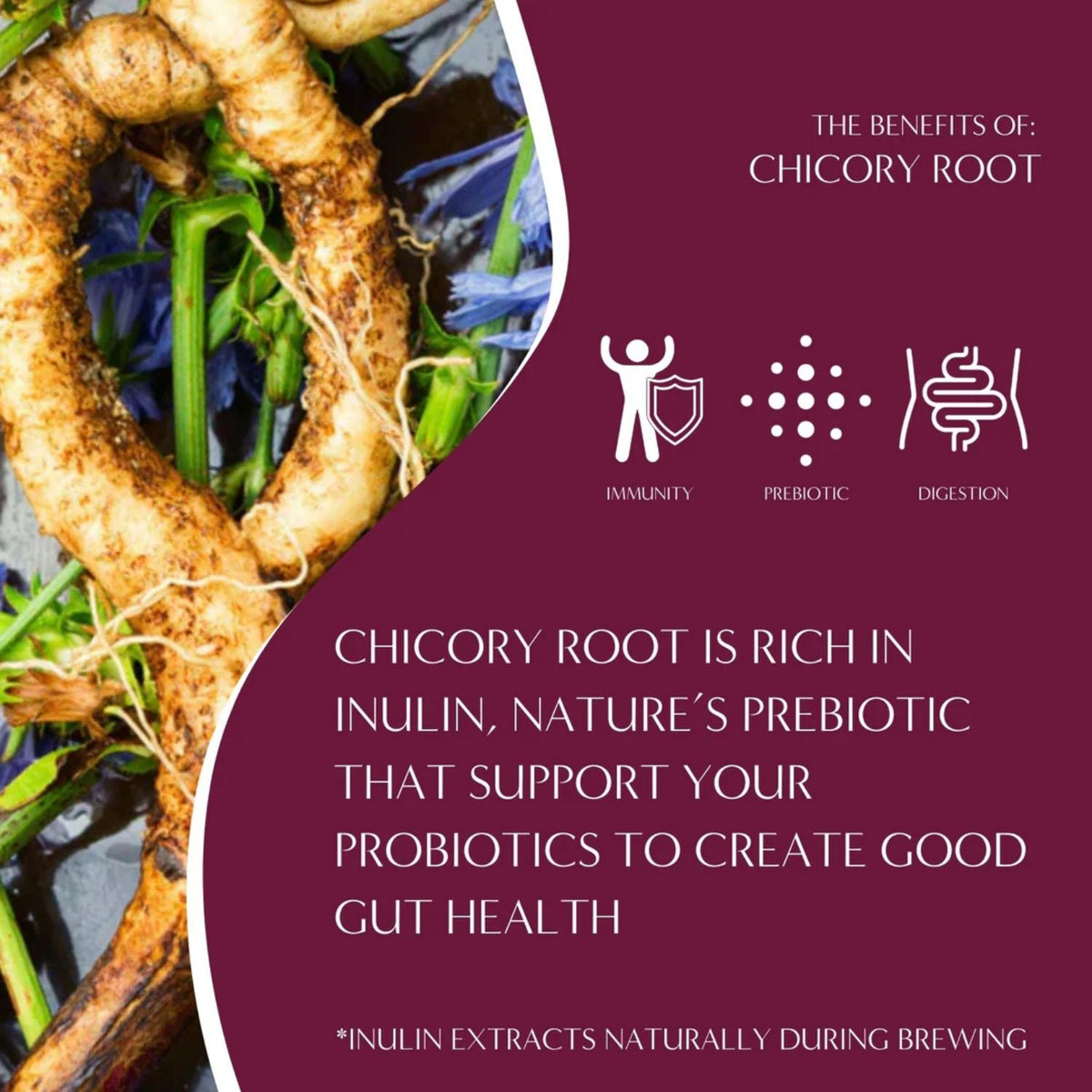 Chicory root benefits graphic with root illustration and icons for immunity and digestion.