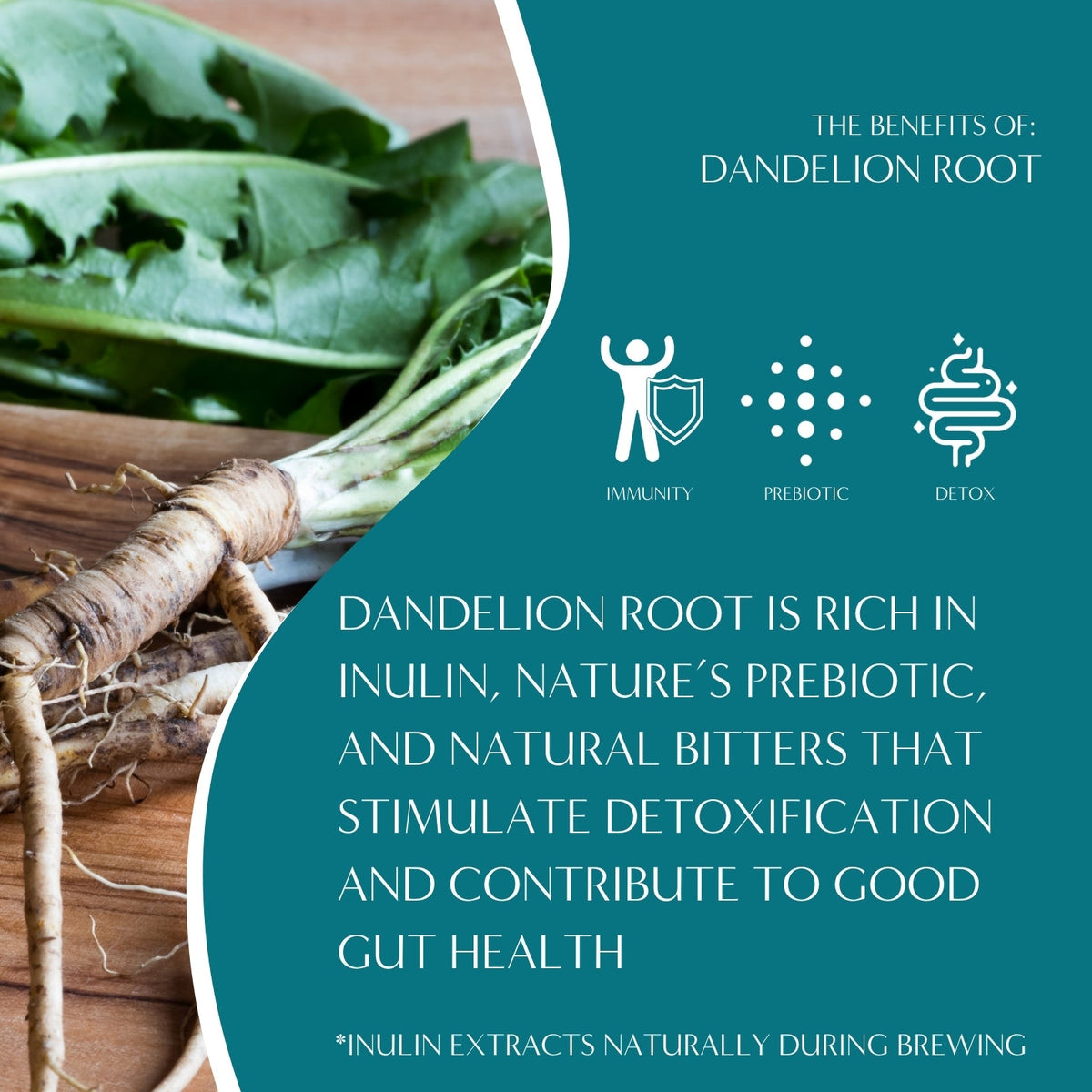 Roasted dandelion herbal tea benefits graphic with dandelion root